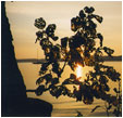 Herbstbl&auml;tter am Plautziger See- 1 Foto 
