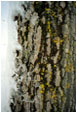 Schneebaum - 1 Foto 