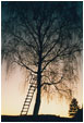 Baum - 2x anders 