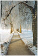 B&auml;ume, Schnee und Sonne 3 Fotos 