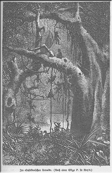 Im ostafrikanischen Urwald