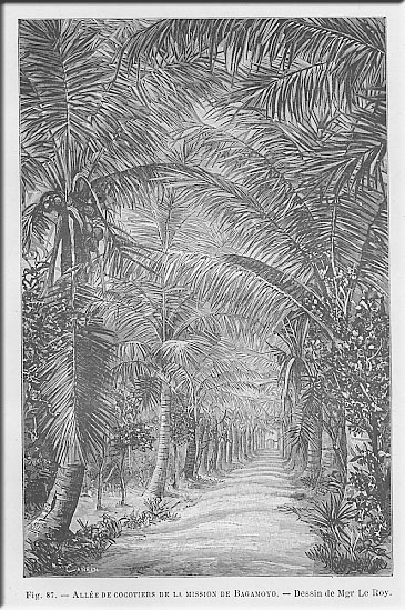 Kokospalmen-Allee