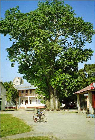 bebaobab